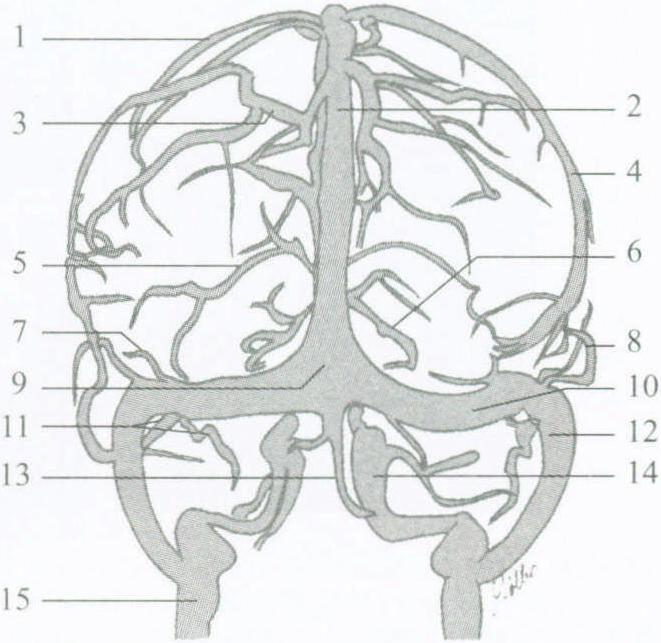 大腦靜脈系統(tǒng)